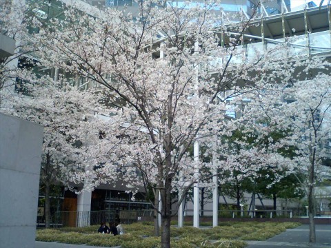 品川の桜